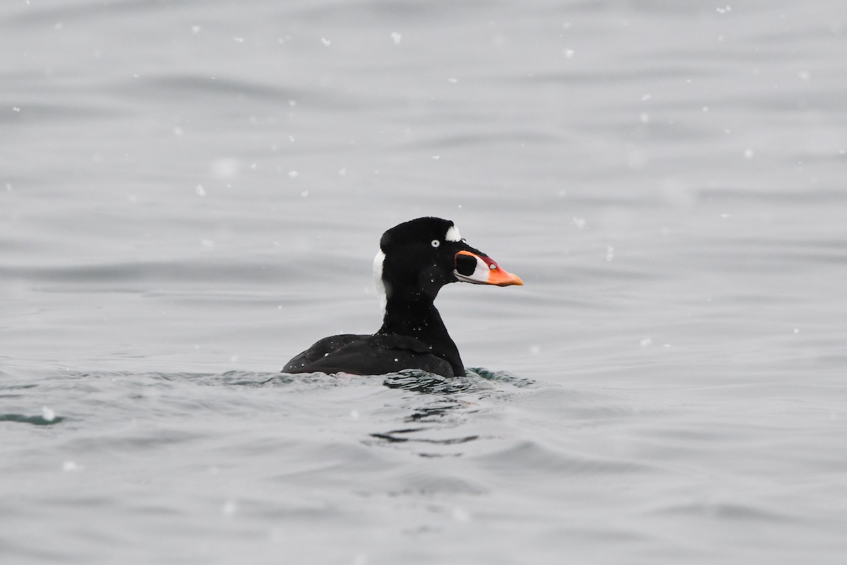 Surf Scoter - ML628958758