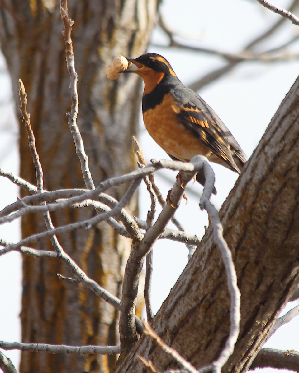 Varied Thrush - ML628958951