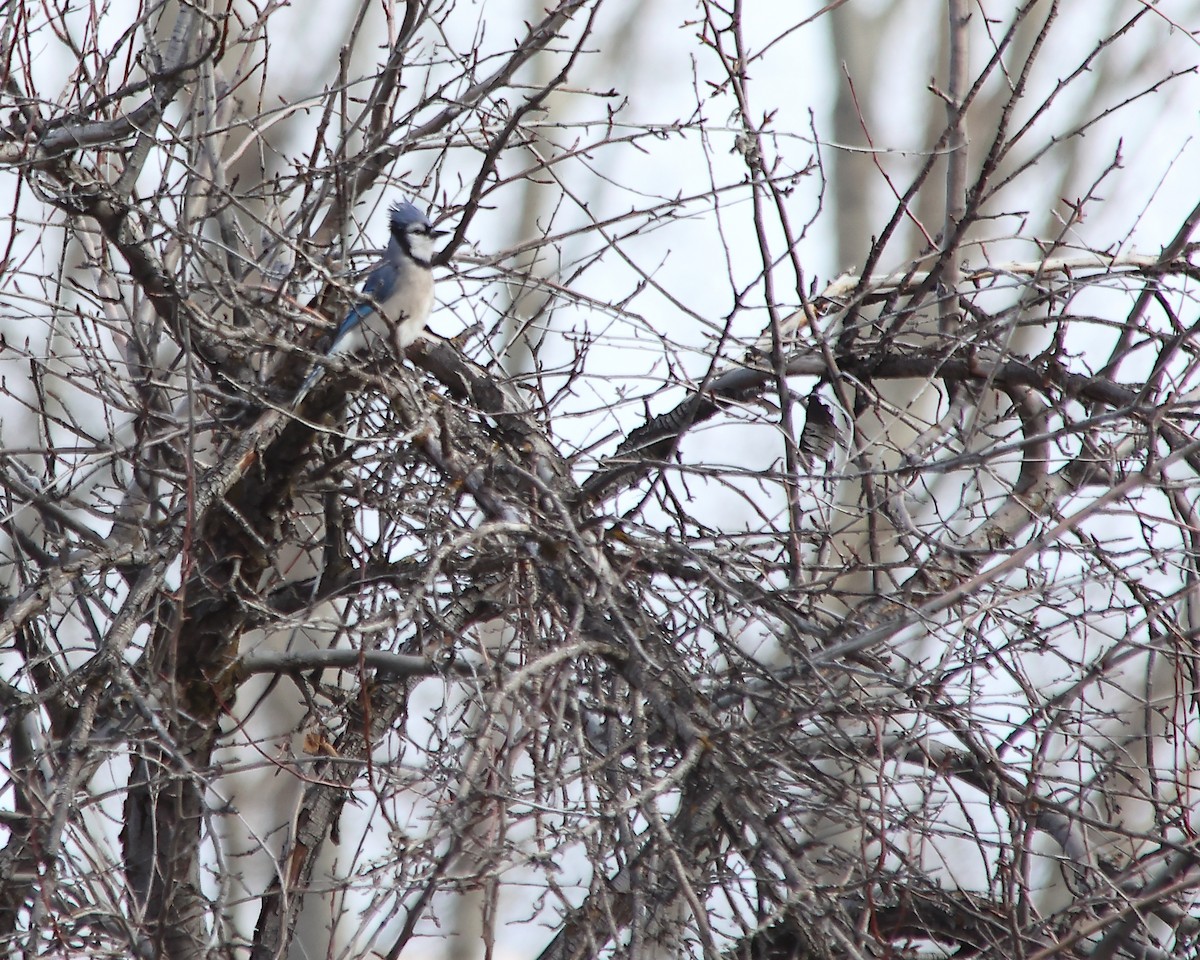 Blue Jay - ML628958954