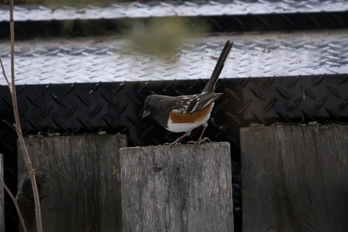 Spotted Towhee - ML628959088
