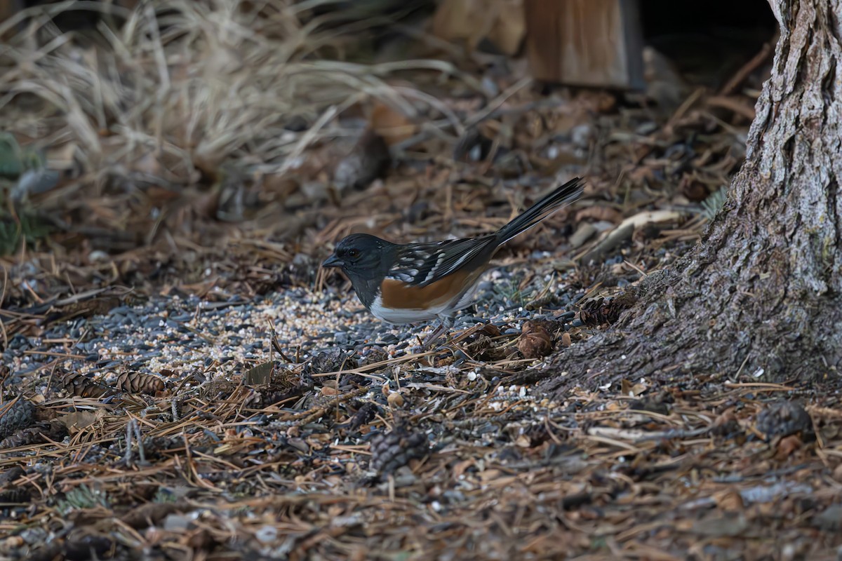Spotted Towhee - ML628959089