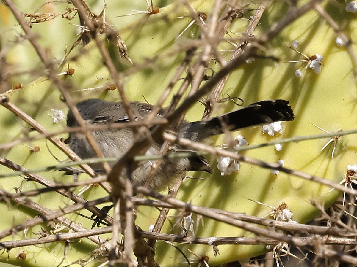 California Gnatcatcher - ML628959168