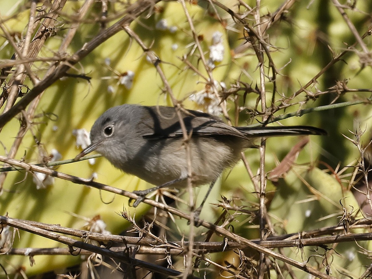 California Gnatcatcher - ML628959169