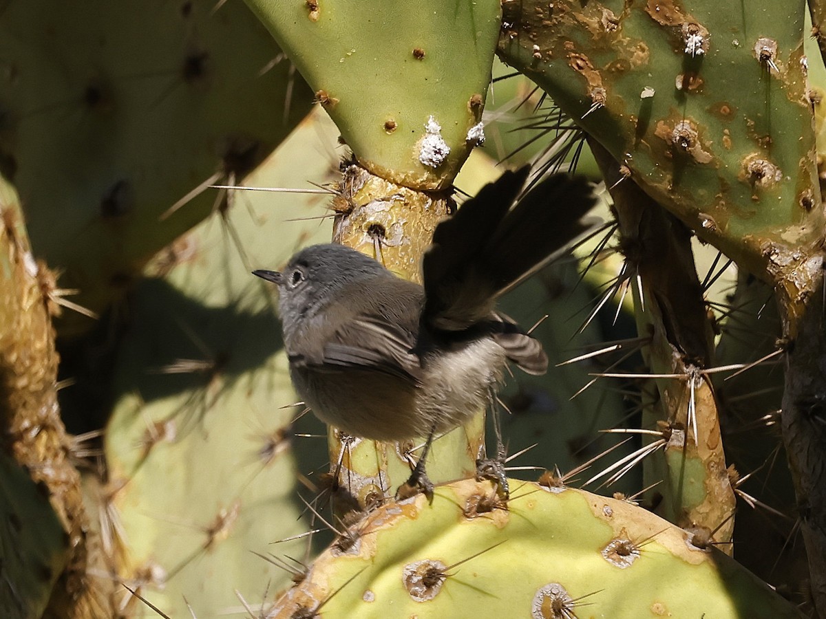 California Gnatcatcher - ML628959170