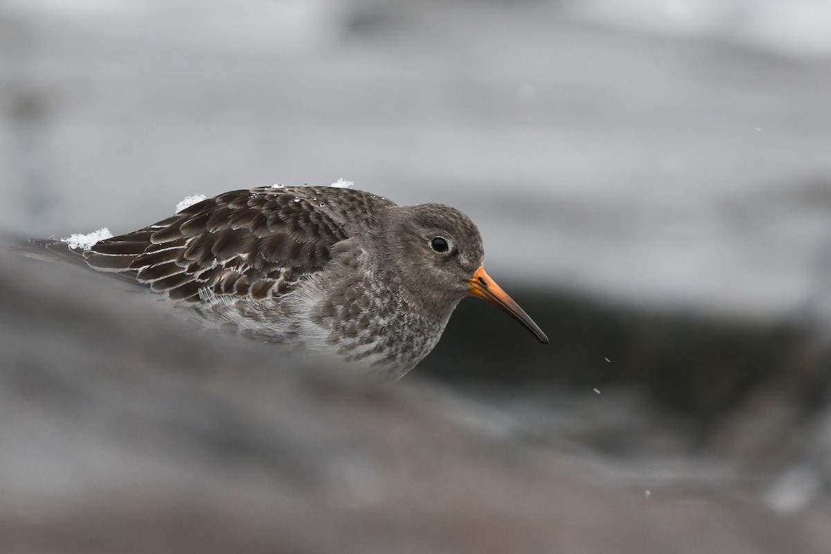 Purple Sandpiper - ML628959282