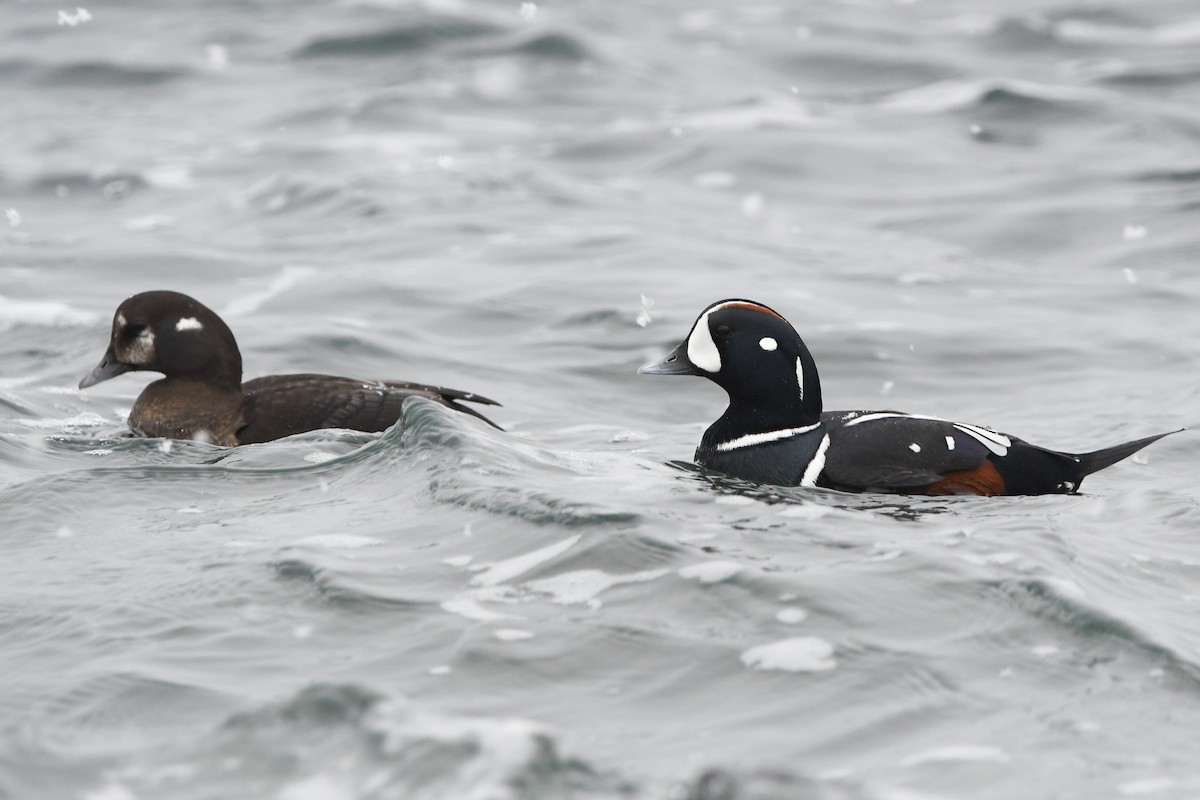 Harlequin Duck - ML628959309