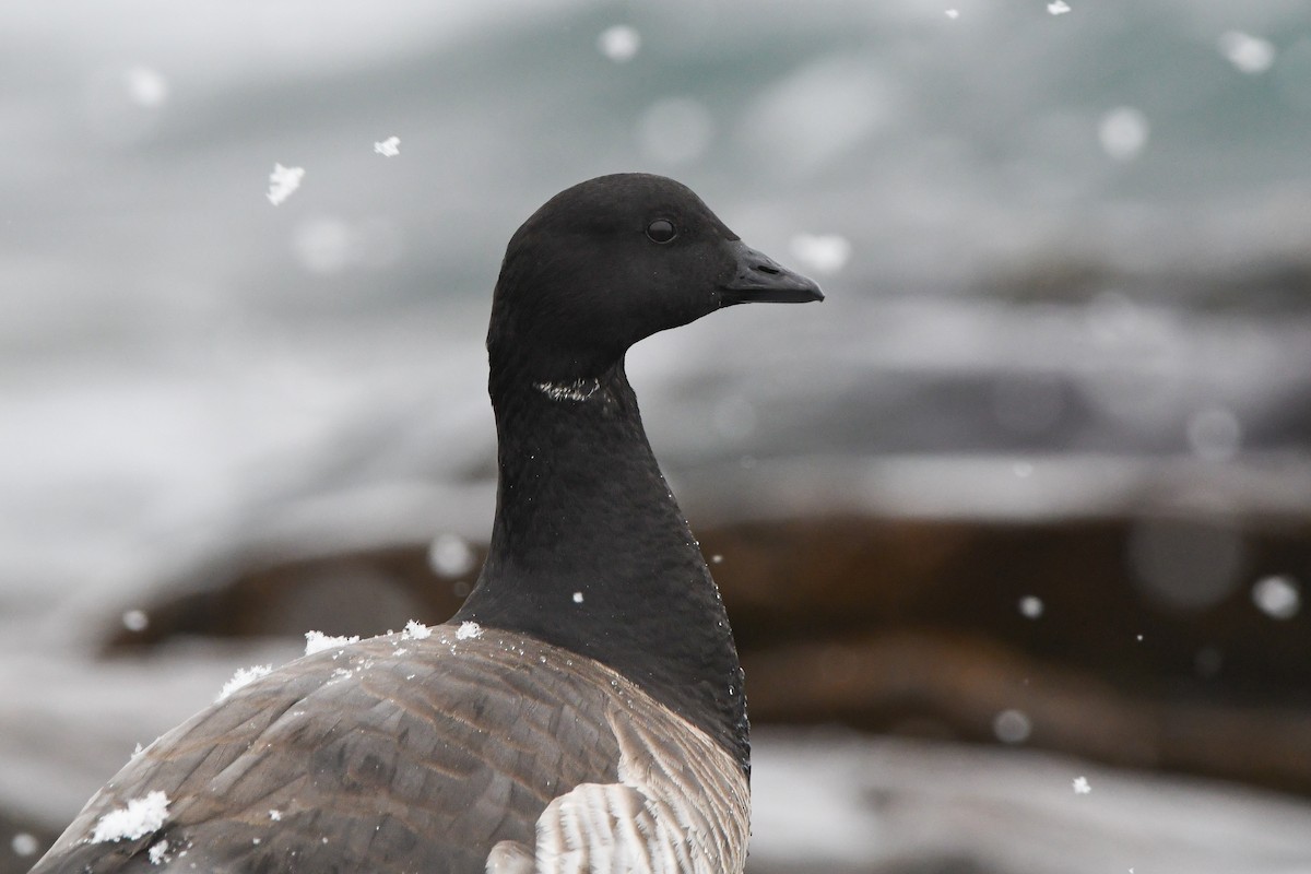 Brant (Atlantic) - ML628959344