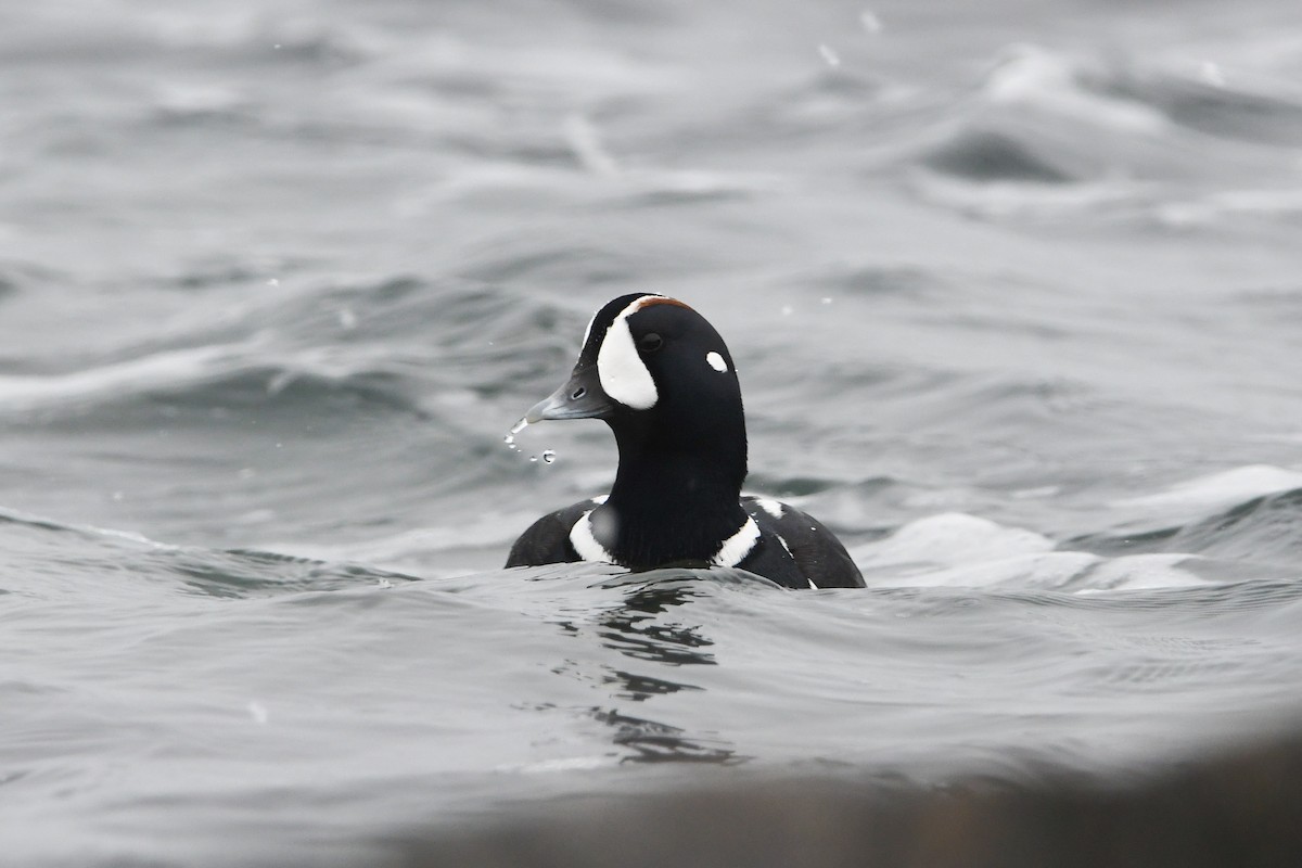 Harlequin Duck - ML628959365