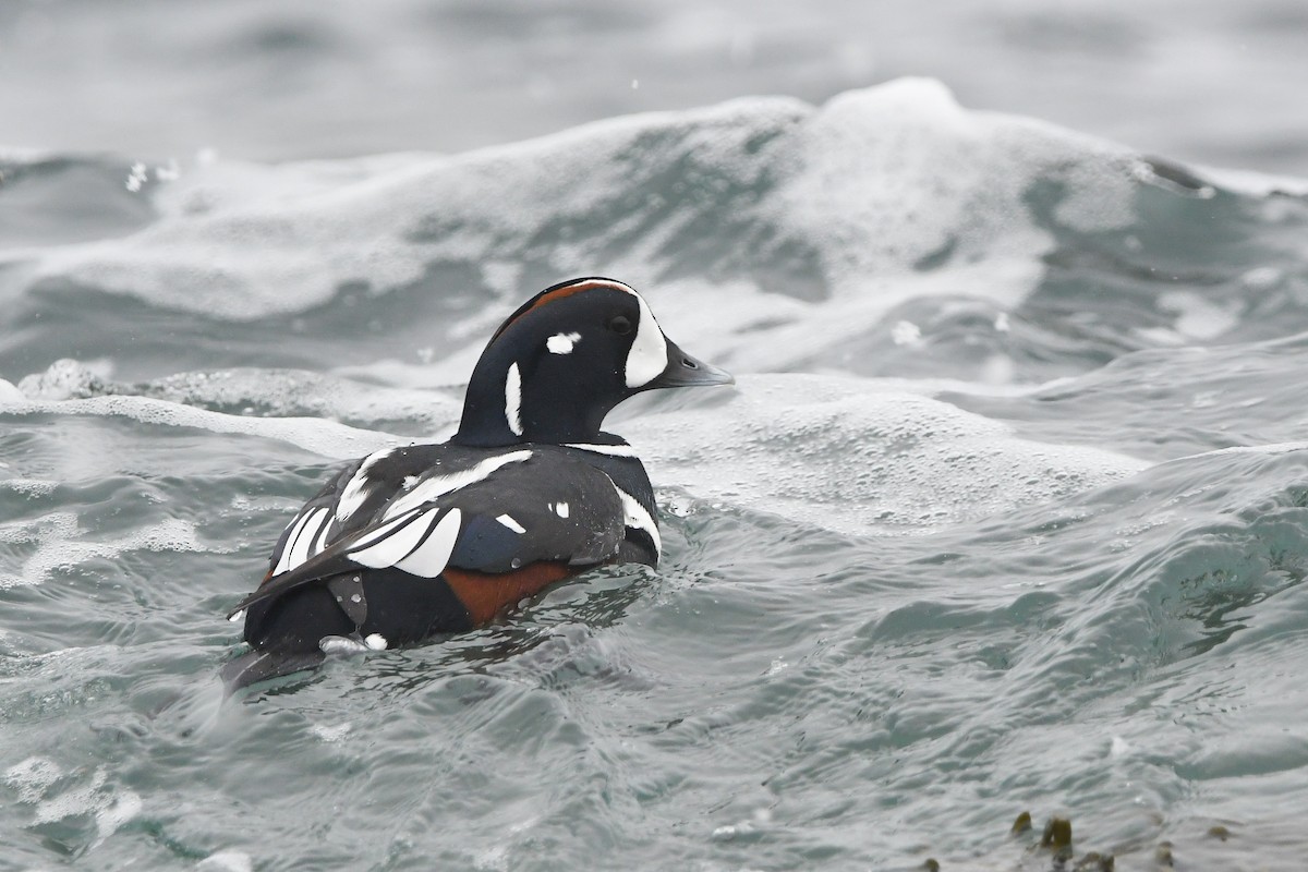 Harlequin Duck - ML628959401