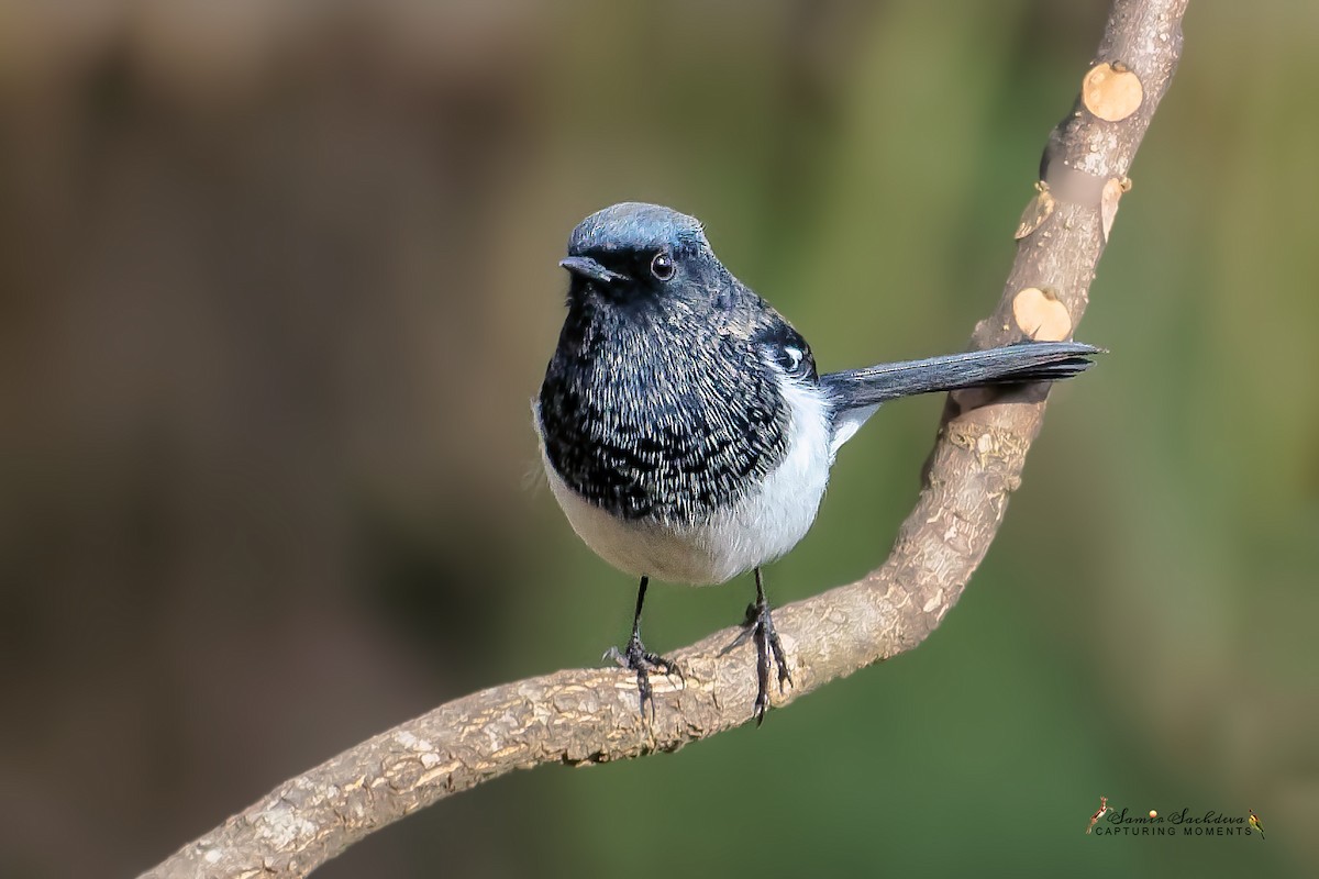 Blue-capped Redstart - ML628959408