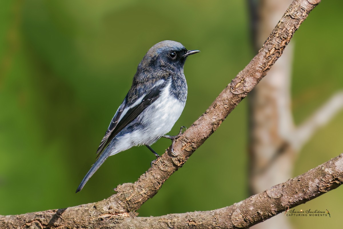 Blue-capped Redstart - ML628959409