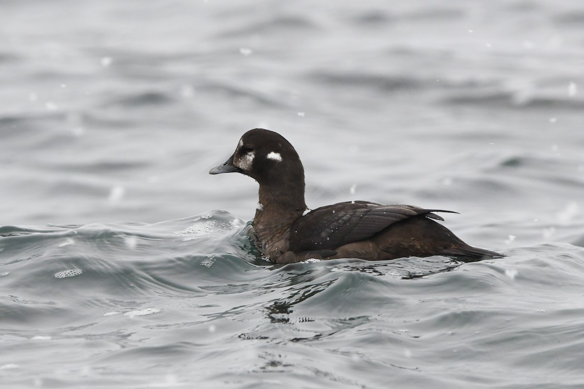 Harlequin Duck - ML628959426