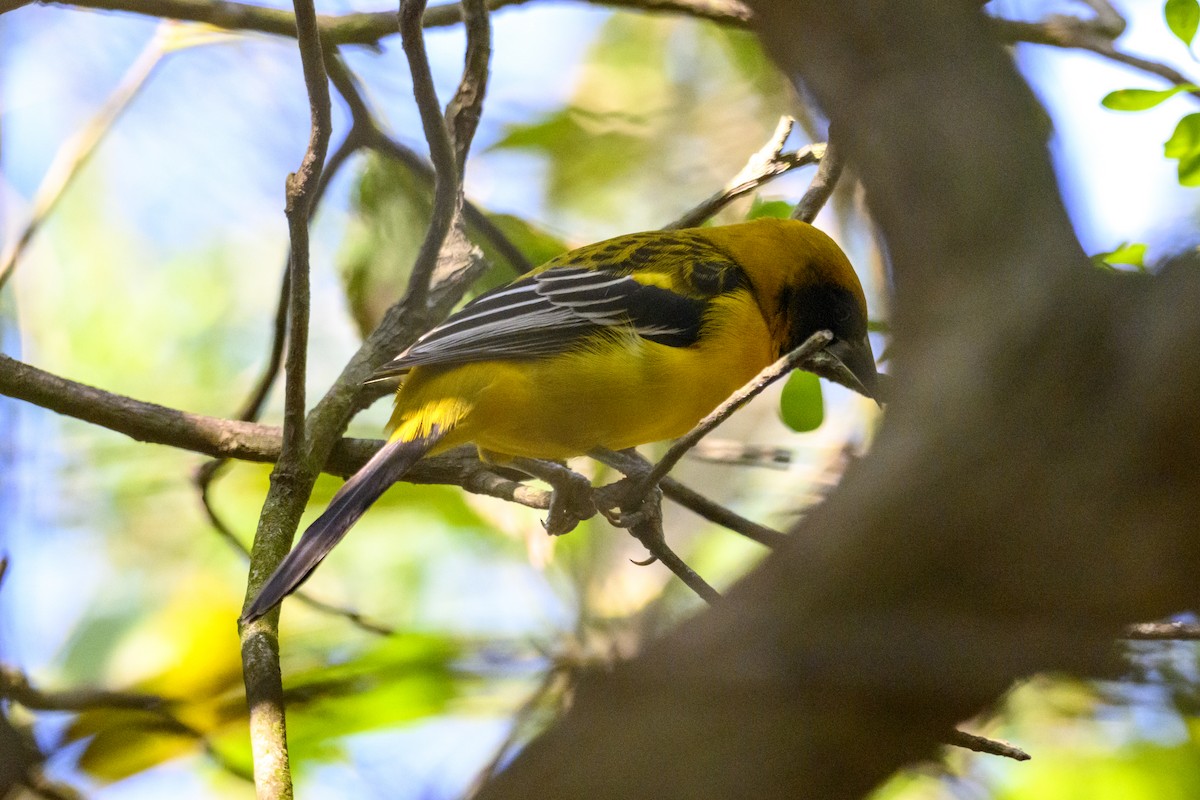 Altamira x Audubon Turpiyalı - ML628959429