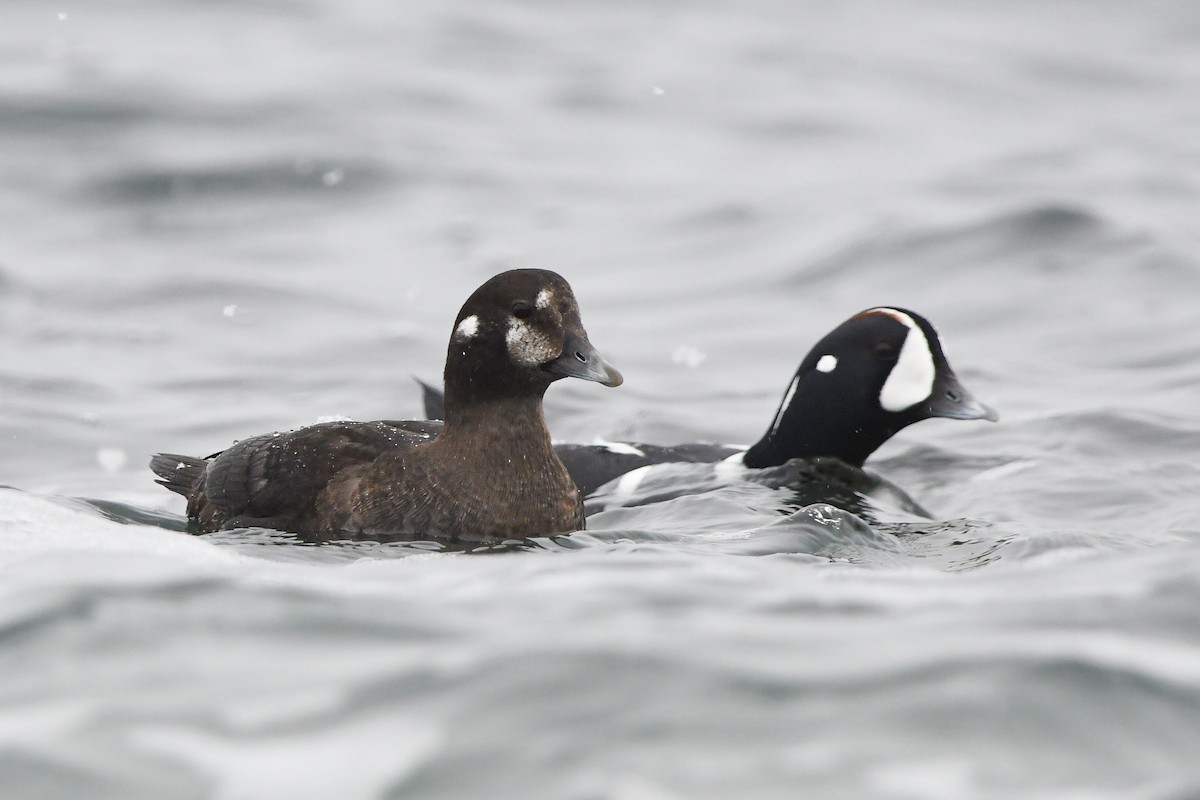 Harlequin Duck - ML628959458