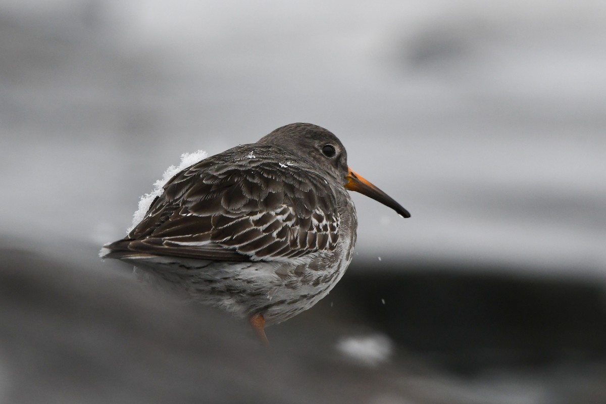 Purple Sandpiper - ML628959482