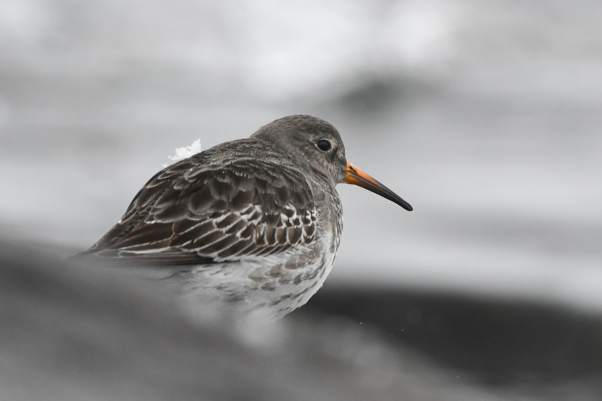 Purple Sandpiper - ML628959496