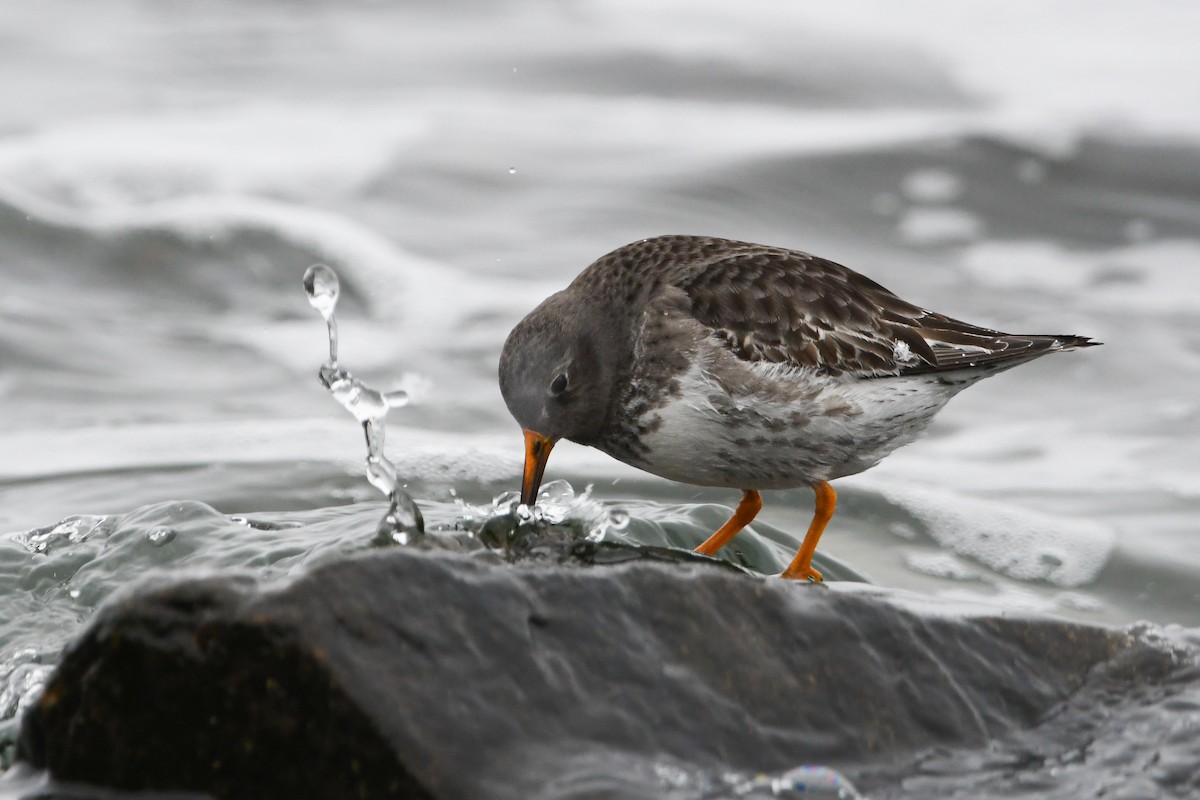 Purple Sandpiper - ML628959501