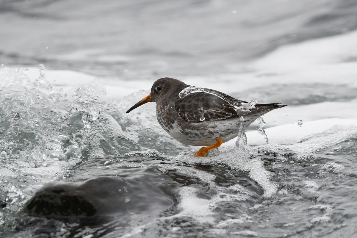 Purple Sandpiper - ML628959514