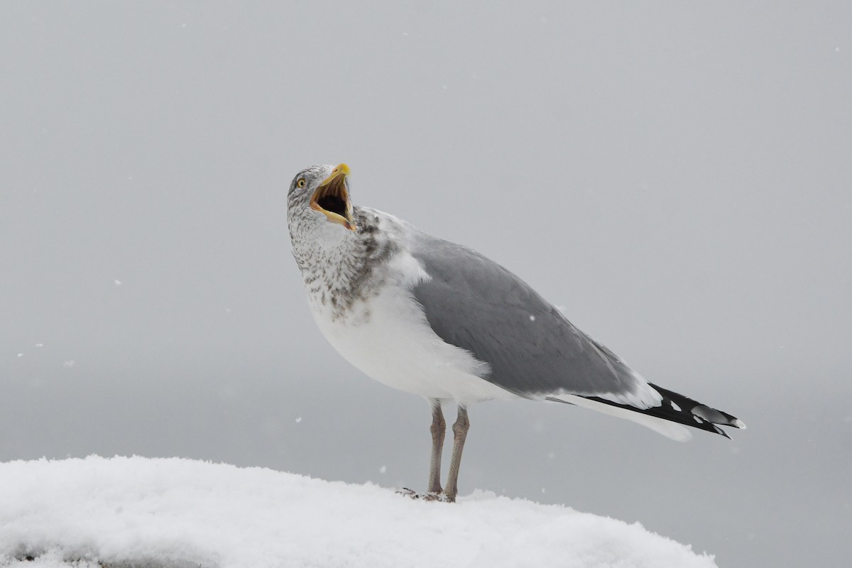 American Herring Gull - ML628959570