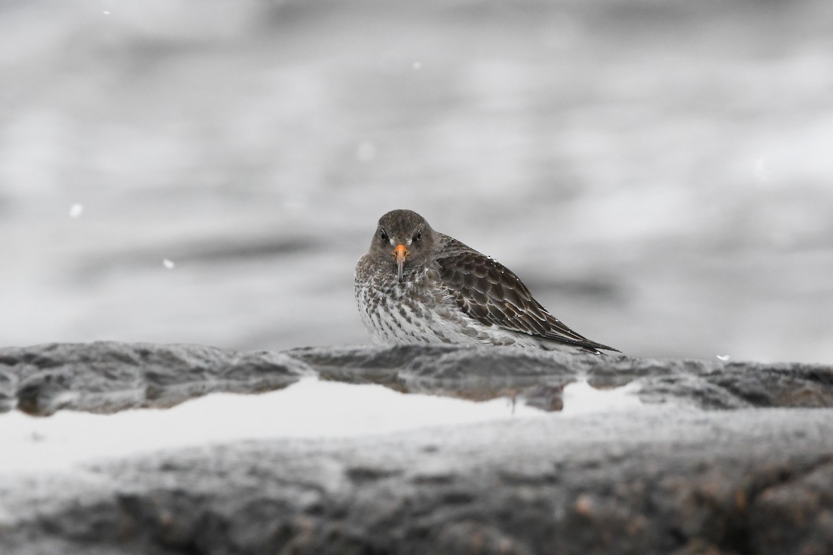 Purple Sandpiper - ML628959577