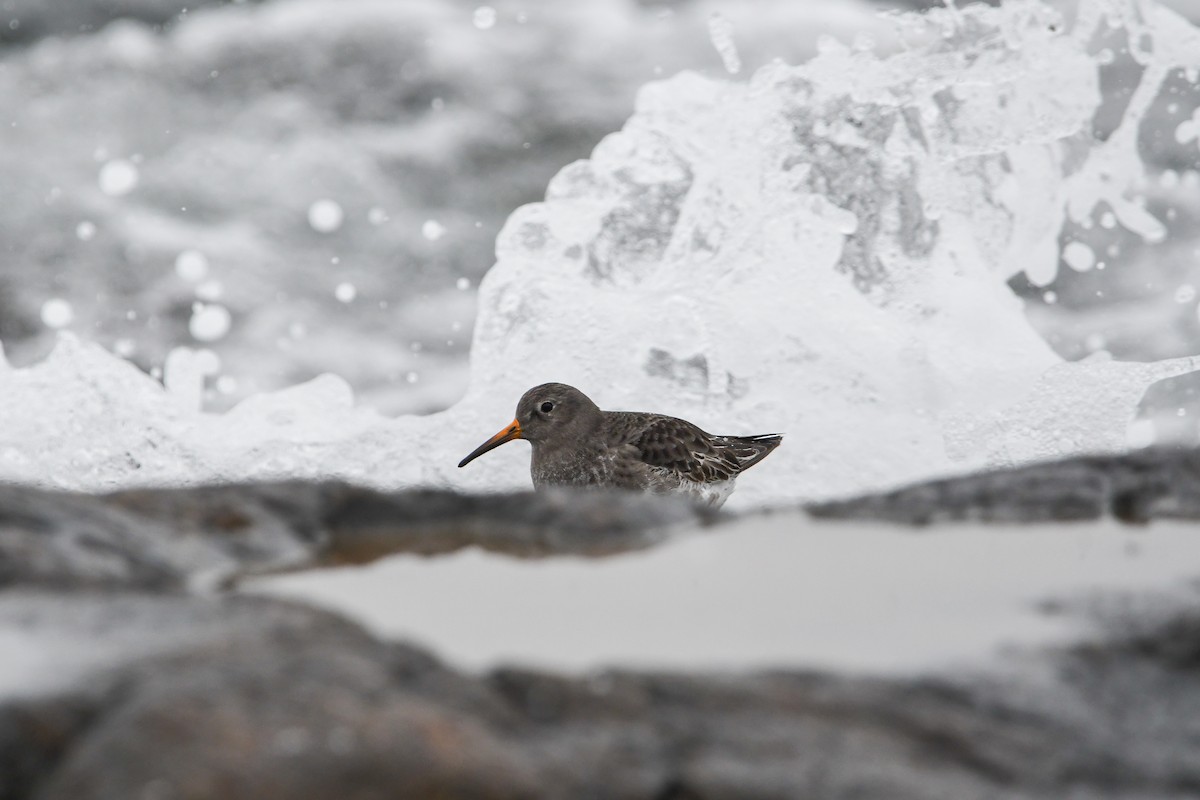 Purple Sandpiper - ML628959581