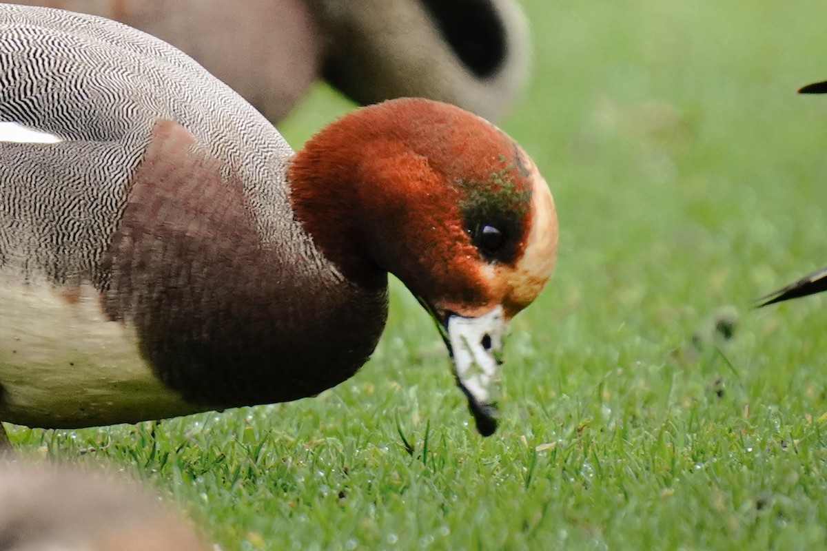 Eurasian x American Wigeon (hybrid) - ML628959635