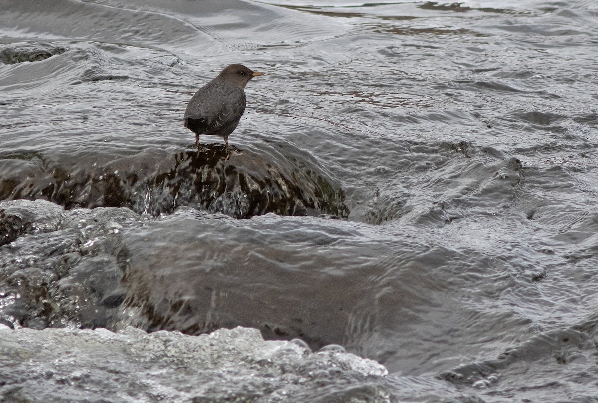 American Dipper - ML628959652