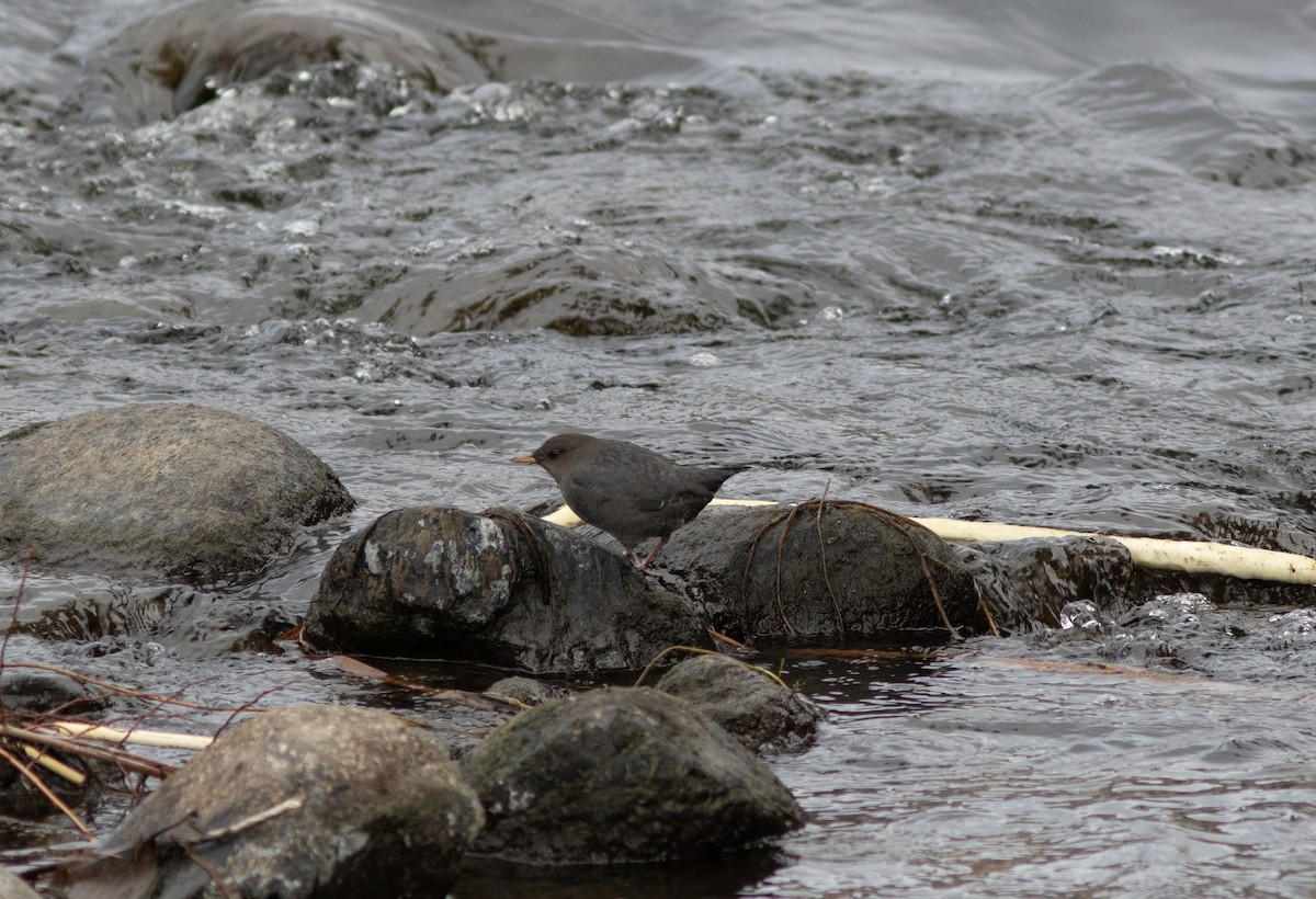 American Dipper - ML628959653