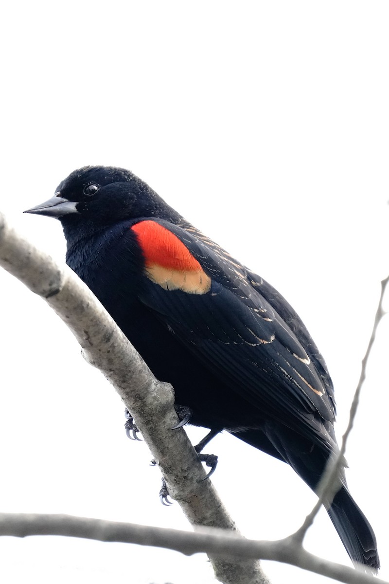 Red-winged Blackbird - ML628959861