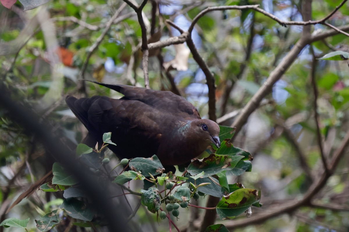 Brown Cuckoo-Dove - ML628959941