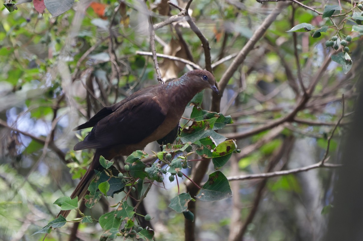 Brown Cuckoo-Dove - ML628959942