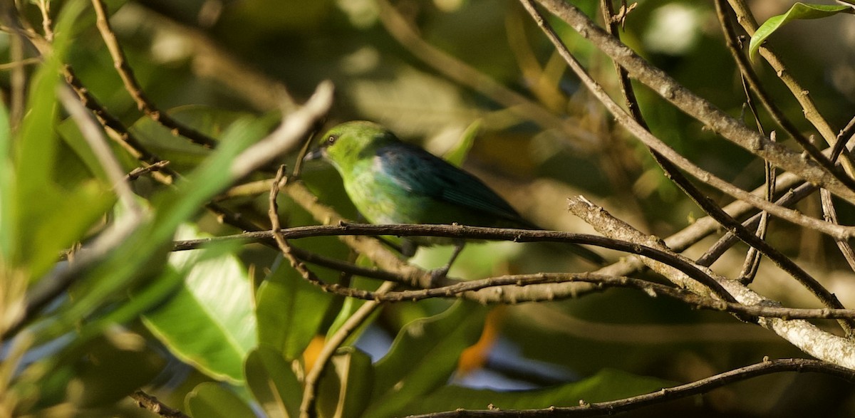 Dotted Tanager - ML628960426