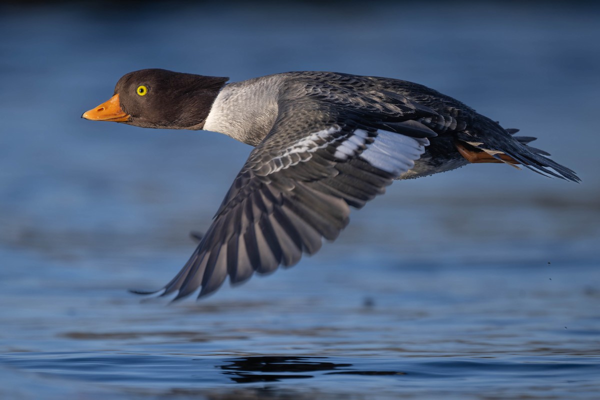 Barrow's Goldeneye - ML628960567