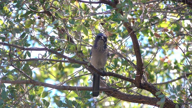 Woodhouse's Scrub-Jay - ML628960814