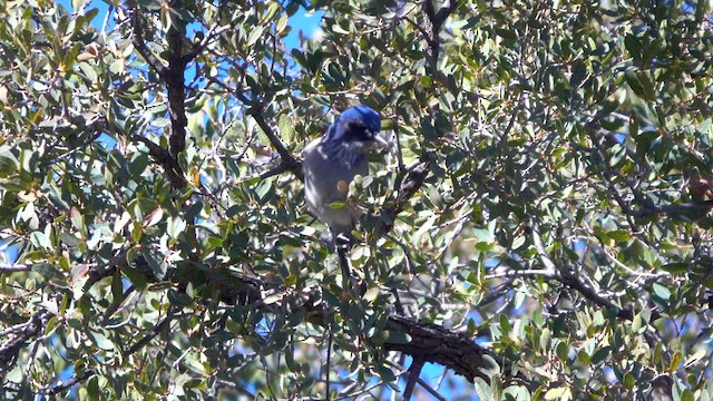 Woodhouse's Scrub-Jay - ML628960855