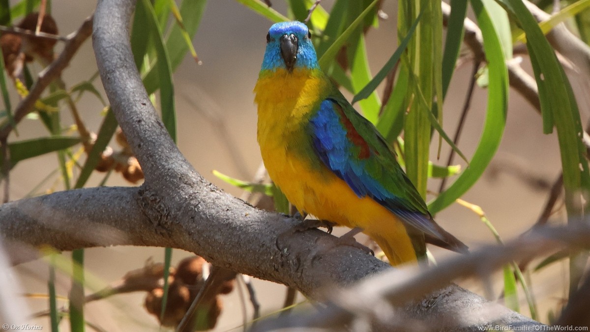 Turquoise Parrot - ML628961044