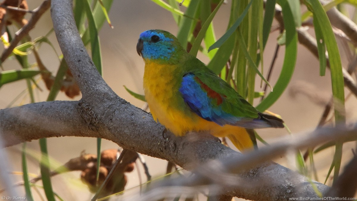 Turquoise Parrot - ML628961045