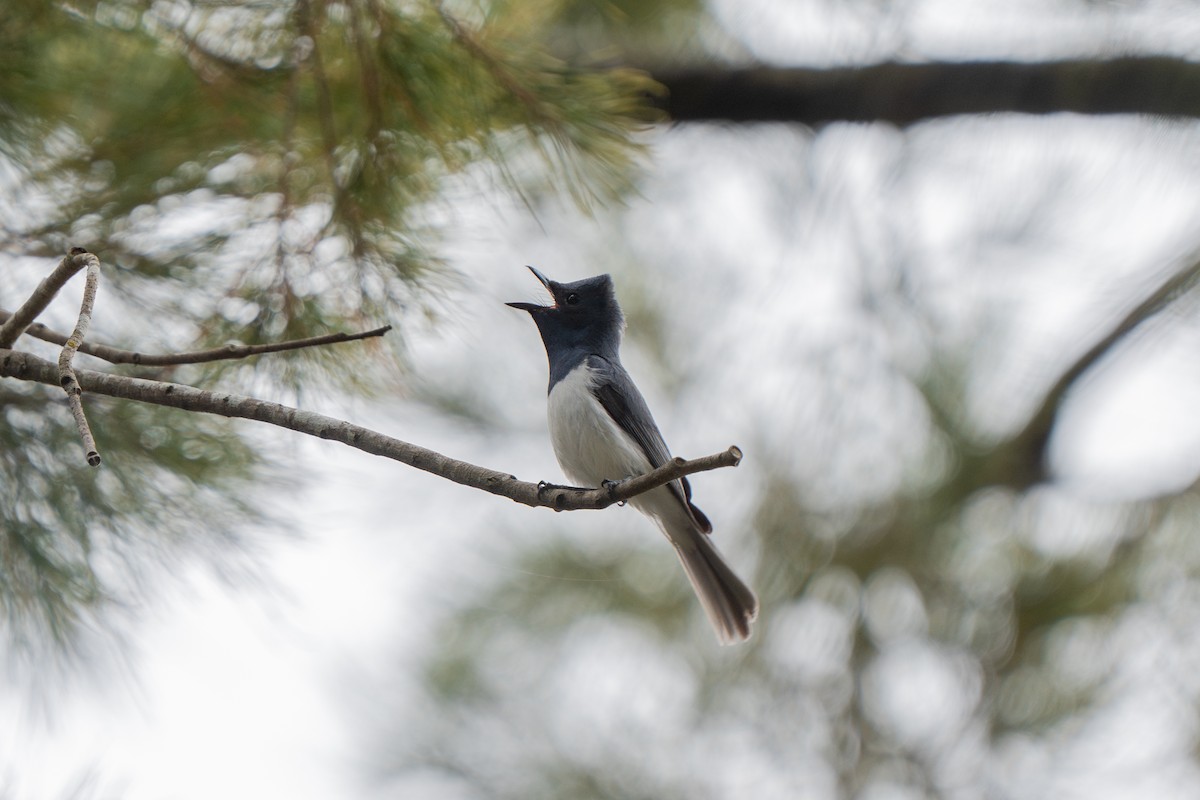 Leaden Flycatcher - ML628961338