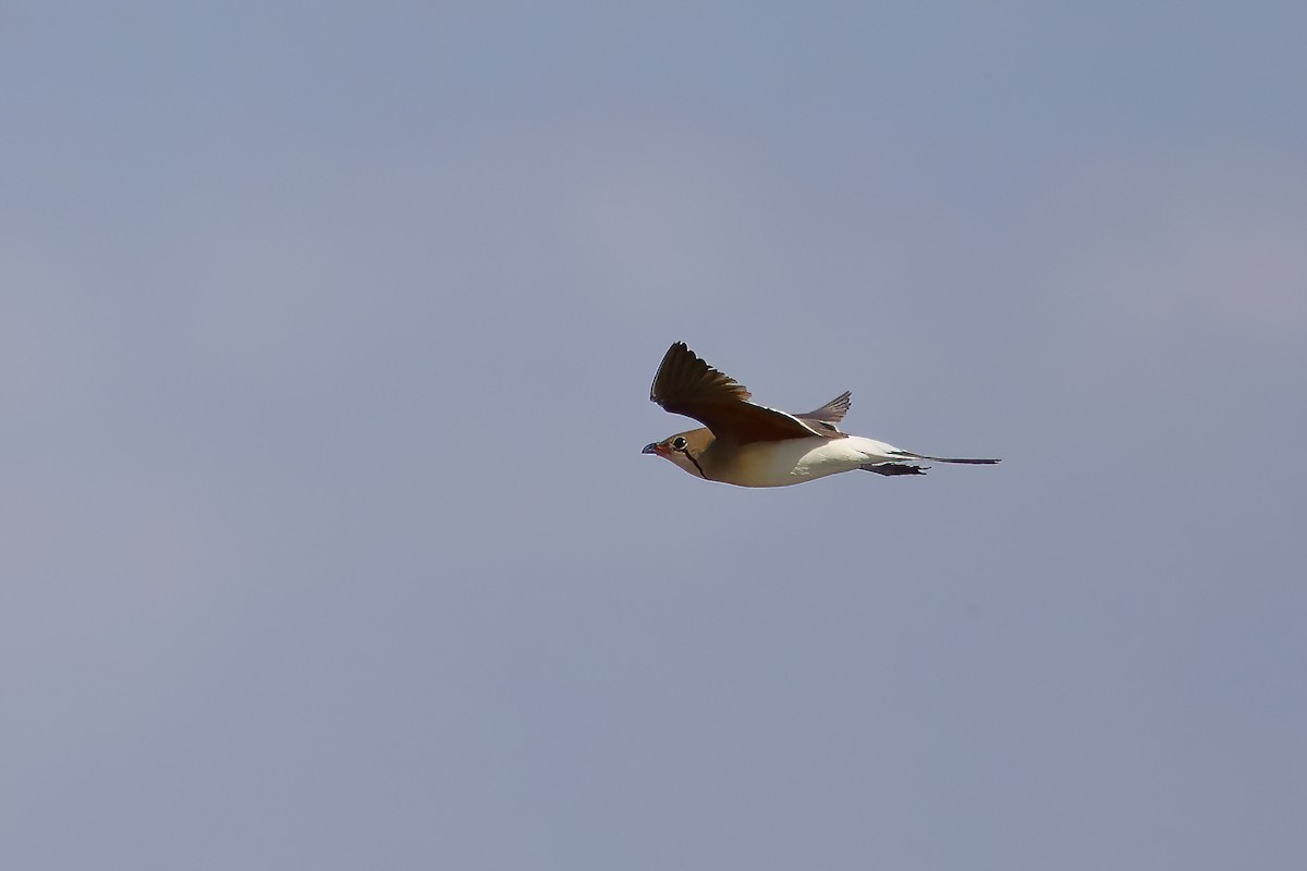 Collared Pratincole - ML628961627