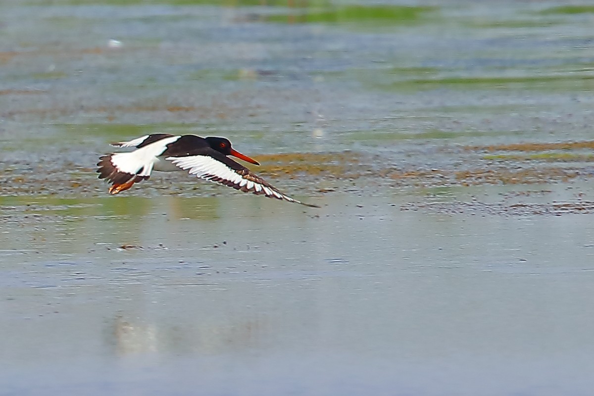 Eurasian Oystercatcher - ML628961675