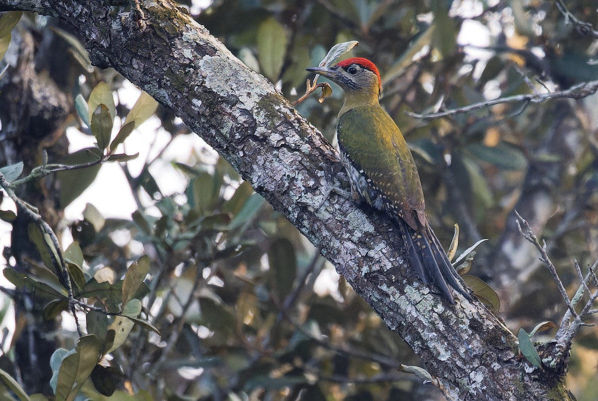 Streak-breasted Woodpecker - ML628961680