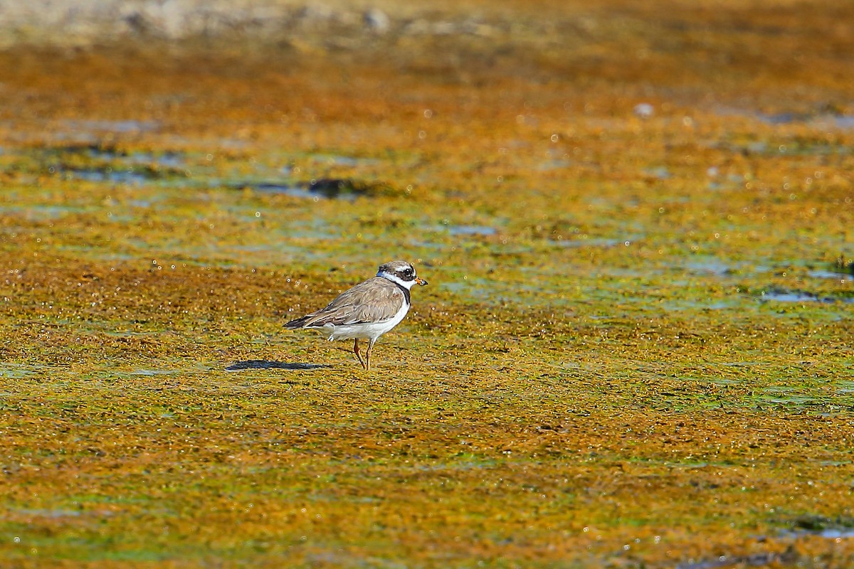 Common Ringed Plover - ML628961682