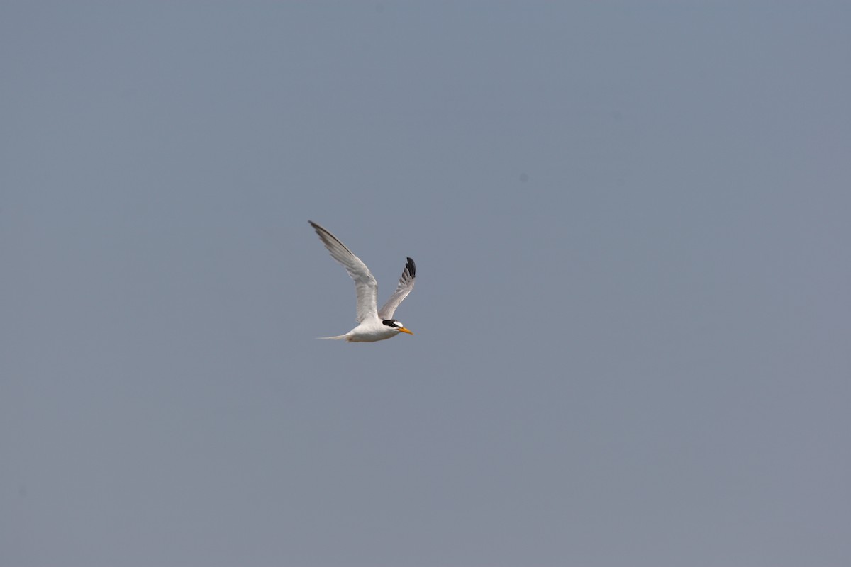 Little Tern - ML628961743