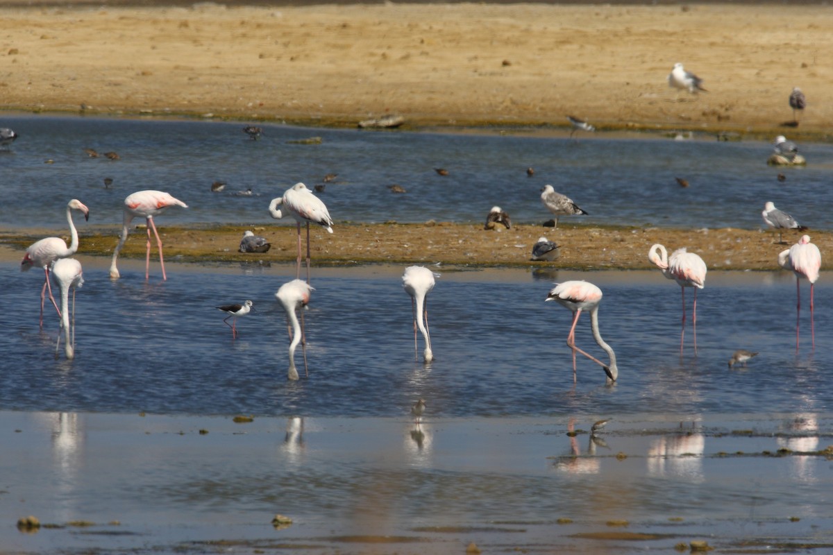 Greater Flamingo - ML628961746