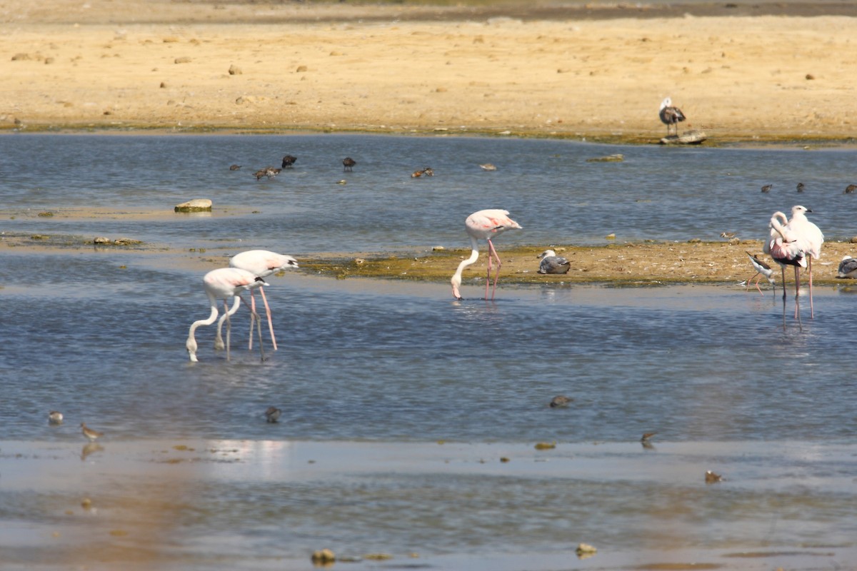 Greater Flamingo - ML628961775