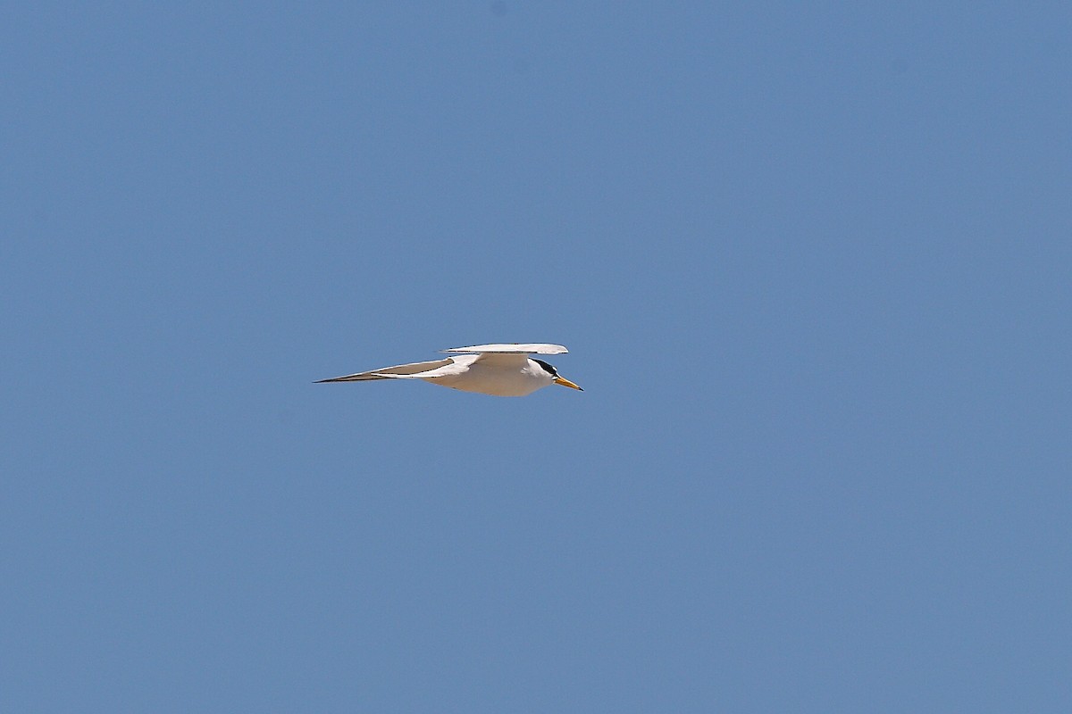 Little Tern - ML628961783