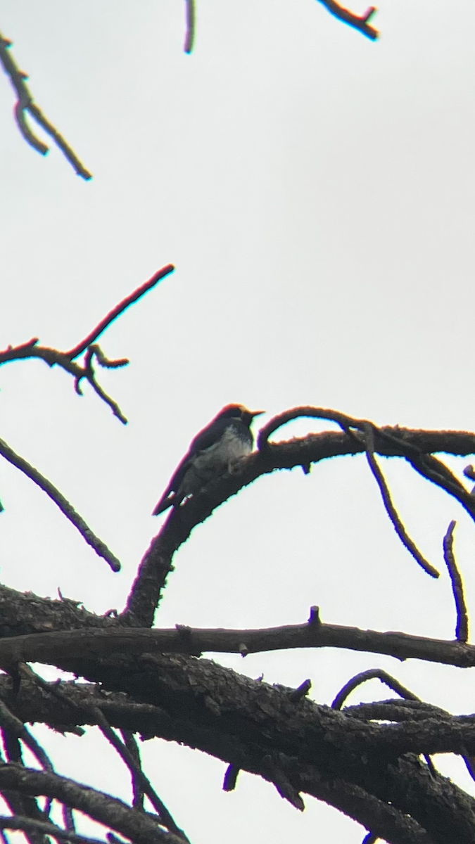 Acorn Woodpecker - ML628961870