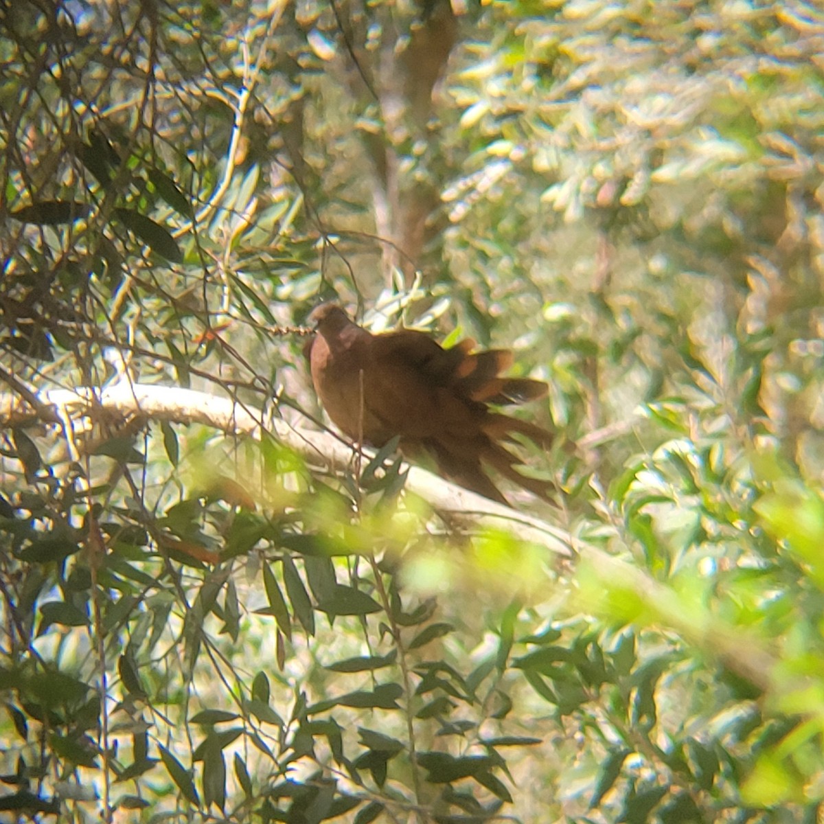 Brown Cuckoo-Dove - ML628962207