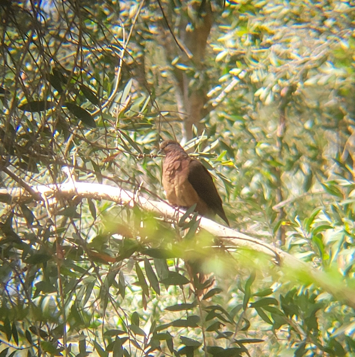 Brown Cuckoo-Dove - ML628962208