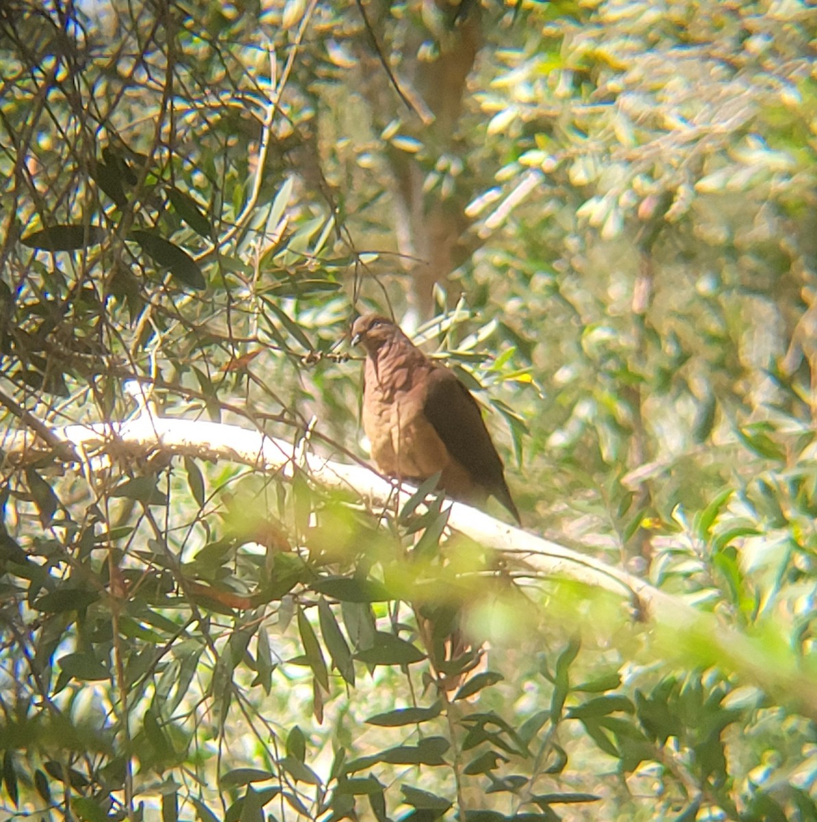 Brown Cuckoo-Dove - ML628962209